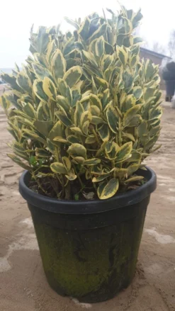 Kardinaalshoed Als Bol (Euonymus Japonicus 'Bravo')