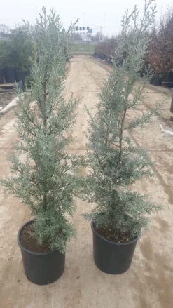 Cipres (Cupressus Arizonica 'Glauca') -Goedkope DirectPlant winkel 94d98ecf eeaf 4488 bd36 6b6bea13f39a