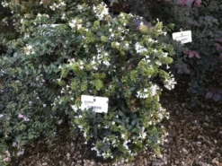 Abelia (Abelia Grandiflora) -Goedkope DirectPlant winkel abelia grandiflora c10