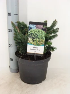 Dwerg Balsemden (Abies Balsamea 'Nana') 5 Dwerg Balsemden (Abies Balsamea 'Nana') -Goedkope DirectPlant winkel abies balsemea nana c5 m