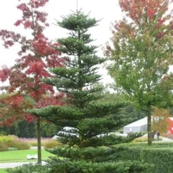 Koreaanse Zilverspar (Abies Koreana) -Goedkope DirectPlant winkel abies koreana 1