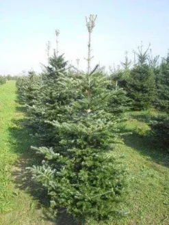 Koreaanse Zilverspar (Abies Koreana) -Goedkope DirectPlant winkel abies koreana 175 200