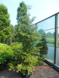 Koreaanse Zilverspar (Abies Koreana) -Goedkope DirectPlant winkel abies koreana 200 250