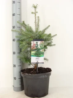 Koreaanse Zilverspar (Abies Koreana)