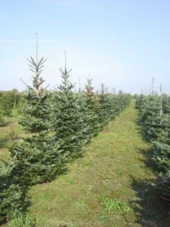 Koreaanse Zilverspar (Abies Koreana) -Goedkope DirectPlant winkel abies koreana diverse