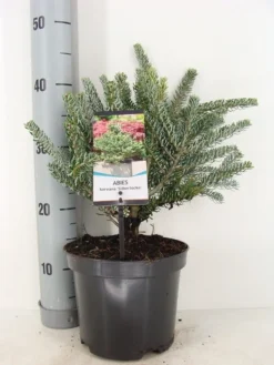Koreaanse Zilverspar (Abies Koreana 'Silberlocke') -Goedkope DirectPlant winkel abies koreana silberlocke c3 m 2
