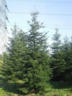 Nordmann-spar (Abies Nordmanniana) -Goedkope DirectPlant winkel abies nordmaniana 550