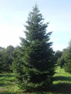 Nordmann-spar (Abies Nordmanniana) -Goedkope DirectPlant winkel abies nordmaniana 550 1