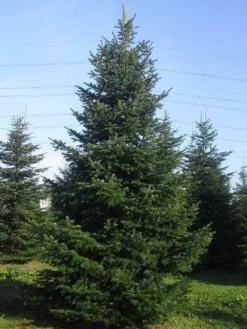 Nordmann-spar (Abies Nordmanniana) -Goedkope DirectPlant winkel abies nordmaniana 650