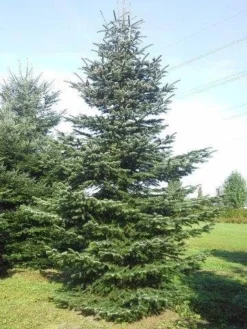 Nordmann-spar (Abies Nordmanniana) -Goedkope DirectPlant winkel abies nordmaniana 650 1