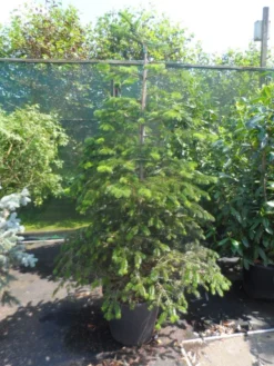 Nordmann-spar (Abies Nordmanniana) -Goedkope DirectPlant winkel abies nordmanniana 150 175 200