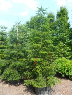 Nordmann-spar (Abies Nordmanniana) -Goedkope DirectPlant winkel abies nordmanniana 250 300