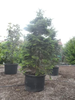 Nordmann-spar (Abies Nordmanniana) -Goedkope DirectPlant winkel abies nordmanniana 350 400 c750