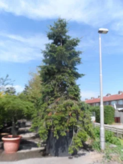 Nordmann-spar (Abies Nordmanniana) -Goedkope DirectPlant winkel abies nordmanniana 400 500 c1500