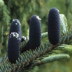 Koreaanse Zilverspar (Abies Koreana) -Goedkope DirectPlant winkel abkorean 6