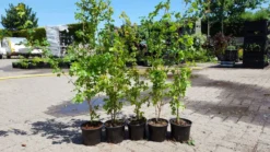 Veldesdoorn Als Haag (Acer Campestre) -Goedkope DirectPlant winkel acer campestre haag