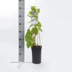 Sierkiwi (Actinidia Kolomikta) -Goedkope DirectPlant winkel actinidia kolomikta