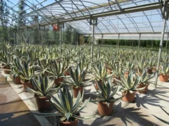 Agave (Agave Americana 'Variegata') -Goedkope DirectPlant winkel agave americana variegata