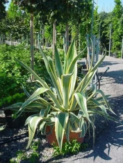 Agave (Agave Americana 'Variegata') -Goedkope DirectPlant winkel agave americana variegata 4
