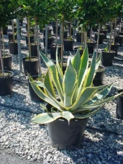 Agave (Agave Americana 'Variegata') -Goedkope DirectPlant winkel agave americana variegata 4 1
