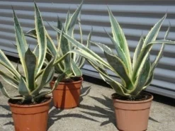 Agave (Agave Americana 'Variegata') -Goedkope DirectPlant winkel agave americana variegata 5