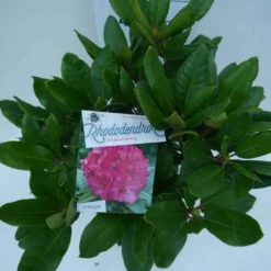 Rhododendron (Rhododendron 'American Beauty') -Goedkope DirectPlant winkel american beauty c5 boven