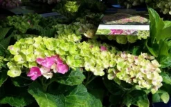 Hortensia (Hydrangea 'Magical Jewel Pink') -Goedkope DirectPlant winkel amethyst01c