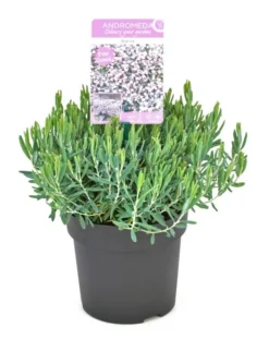 Lavendelheide (Andromeda Polifolia 'Blue Ice') -Goedkope DirectPlant winkel andromeda blue ice p15 2