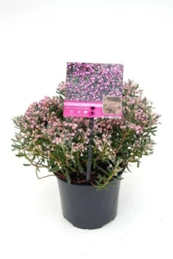 Lavendelheide (Andromeda Polifolia 'Blue Ice') -Goedkope DirectPlant winkel andromeda p. blue ice 2 hr