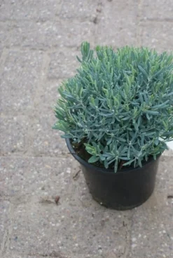 Lavendelheide (Andromeda Polifolia 'Blue Ice') -Goedkope DirectPlant winkel andromeda polifolia blue ice 2