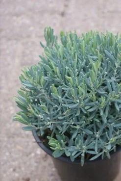 Lavendelheide (Andromeda Polifolia 'Blue Ice') -Goedkope DirectPlant winkel andromeda polifolia blue ice 3
