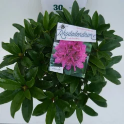 Rhododendron (Rhododendron 'Anah Kruschke') -Goedkope DirectPlant winkel annah kruschke c5 boven