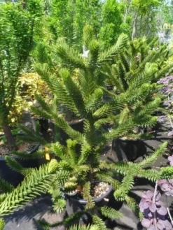 Apeboom (Araucaria Araucana) -Goedkope DirectPlant winkel araucaria araucana 100 125 150