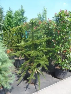 Apeboom (Araucaria Araucana) -Goedkope DirectPlant winkel araucaria araucana 150 175