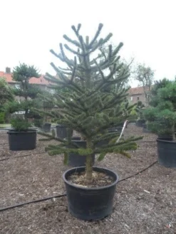 Apeboom (Araucaria Araucana) -Goedkope DirectPlant winkel araucaria araucana 225 250