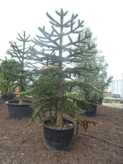 Apeboom (Araucaria Araucana) -Goedkope DirectPlant winkel araucaria araucana 275 300