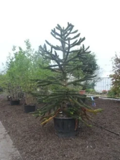 Apeboom (Araucaria Araucana) -Goedkope DirectPlant winkel araucaria araucana 275 300 2