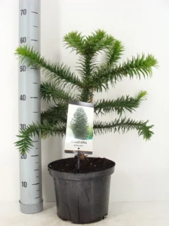 Apeboom (Araucaria Araucana) -Goedkope DirectPlant winkel araucaria araucana 30 40 c5 m 1