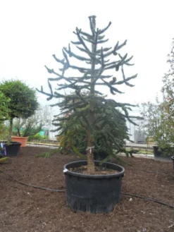 Apeboom (Araucaria Araucana)