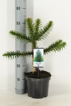 Apeboom (Araucaria Araucana) -Goedkope DirectPlant winkel araucaria araucana c3 m 1