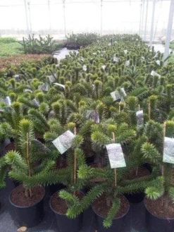 Apeboom (Araucaria Araucana) -Goedkope DirectPlant winkel araucaria c15