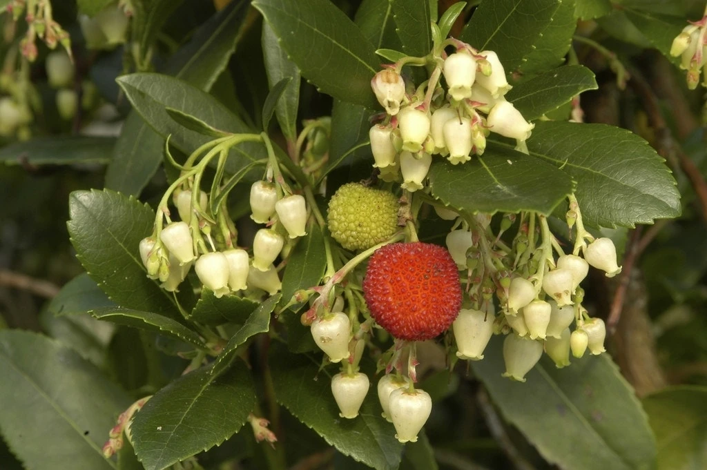 Aardbeiboom (Arbutus Unedo) 4 Aardbeiboom (Arbutus Unedo) - Afbeelding 4