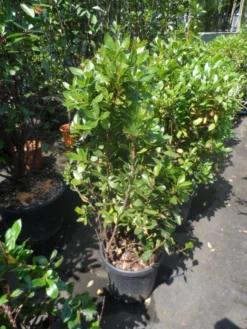 Aardbeiboom Als Struik (Arbutus Unedo) -Goedkope DirectPlant winkel arbutus unedo 100 125 c25 1