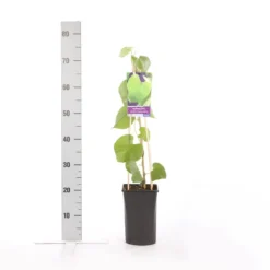 Duitse Pijp (Aristolochia Macropylla) -Goedkope DirectPlant winkel aristolochia durior macrophylla