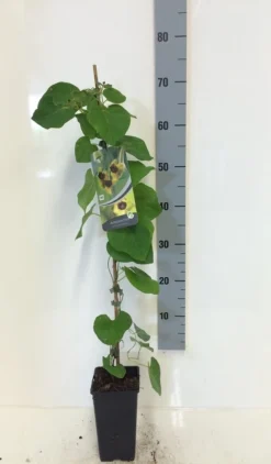 Duitse Pijp (Aristolochia Macropylla) -Goedkope DirectPlant winkel aristolochia macrophylla 80 100 c2