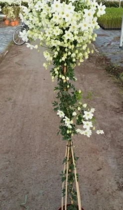 Groenblijvende Clematis (Clematis 'Avalanche') -Goedkope DirectPlant winkel avalanche r 180cm