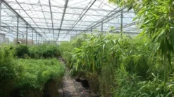 Niet Woekerende Bamboe (Fargesia Murieliae 'Jumbo') -Goedkope DirectPlant winkel bamboe 1