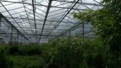 Niet Woekerende Bamboe (Fargesia 'Jiuzhaigou') -Goedkope DirectPlant winkel bamboe 2