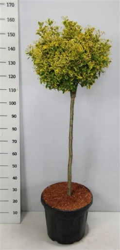 Kardinaalshoed Op Stam (Euonymus Japonicus 'Aureus') -Goedkope DirectPlant winkel bc88a2ba3e99a73a1f95554f396bcc6d 1