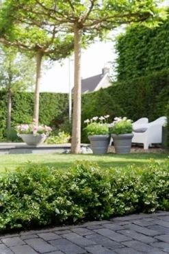 BerryBux Blauwe Bes (Vaccinium Angustifolium ’BerryBux') -Goedkope DirectPlant winkel berrybux heg bloei hr 4095